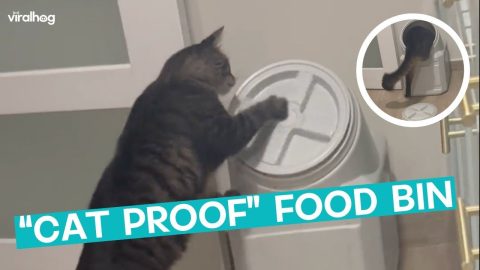 Nothing Is Cat Proof || ViralHog