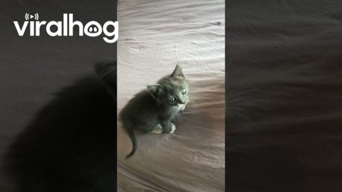 Tiny Kitten Climbs the Bed || ViralHog