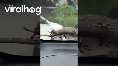 Lizard Hitches A Ride || ViralHog
