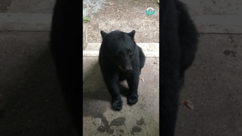 Bear Sits On Command || ViralHog
