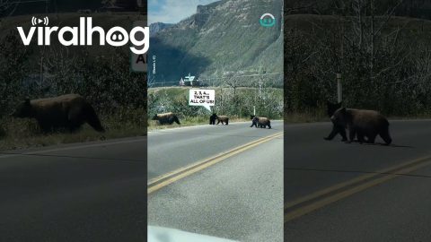 Mama Bear And Cubs Cross Street || ViralHog