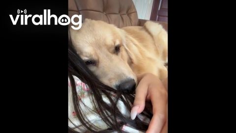 Golden Dog Is Comically Clingy || ViralHog