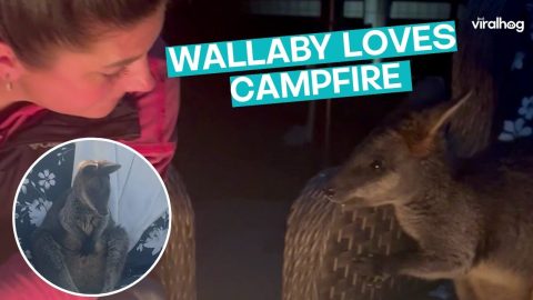 Wallaby Loves The Campfire || ViralHog