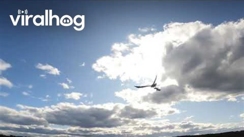 Sea Eagle Flies Off With Penguin Prey || ViralHog