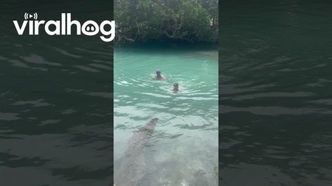 Swimming Boy Mistakes Rock For Croc || ViralHog