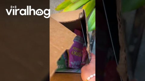 Dog Rips Open BarkBox For New Toy || ViralHog