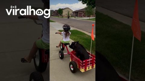 Mini Pig Loves a Tricycle Ride || ViralHog