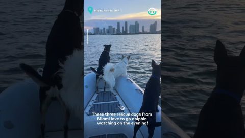 Dolphins Put On A Show || ViralHog