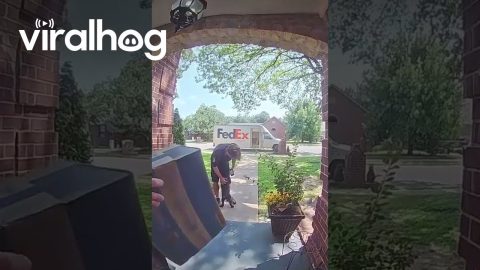 Mini Schnauzer Gives the FedEx Guy a Hug || ViralHog