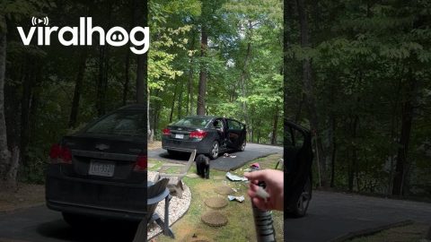 Hungry Black Bear Family Breaks Into Unlocked Car || ViralHog