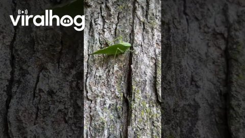 Leaf Insect Hops From Hand To Tree || ViralHog