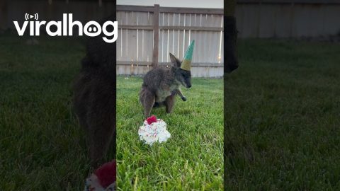 Wallaby Isn’t a Fan of Party Hat || ViralHog
