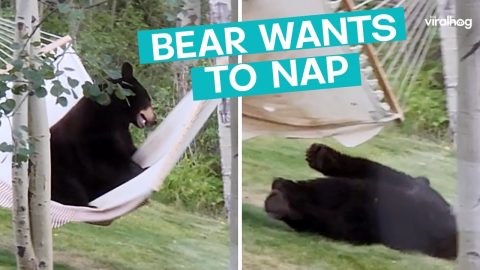 Bear Wants A Nap On Hammock || ViralHog
