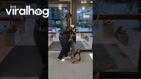 Doberman Fears Going Through Open Door || ViralHog