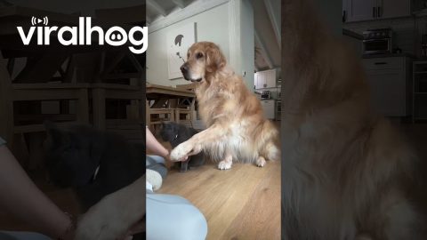 All Paws In || ViralHog