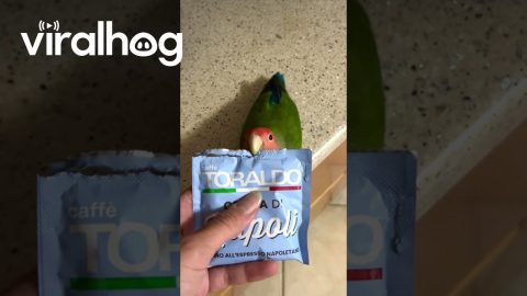 Lovebird Opens Coffee Pack || ViralHog