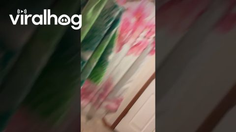 Cat Bursts Through Bathroom Ceiling || ViralHog