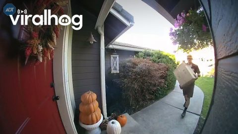 Hidden Buck Jumps In Front Of Delivery Man || ViralHog