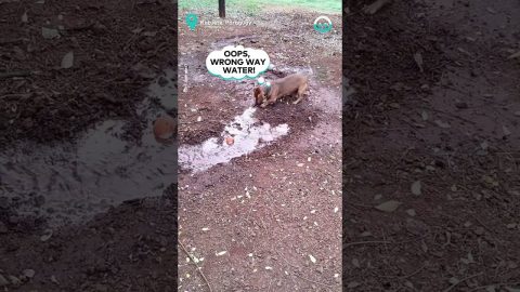 Puppy Helps Dig Ditch For Water Runoff || ViralHog