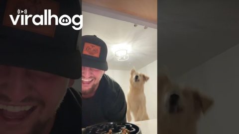 Pup Jumps for Joy as Dinner Is Served || ViralHog