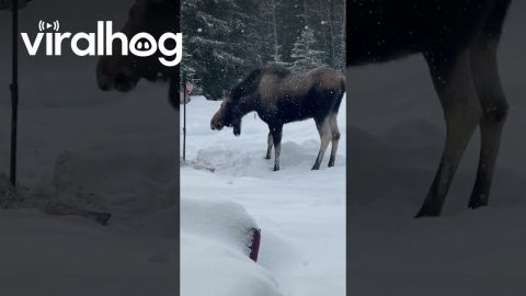 Hungry Moose Finds Bird Feeder || ViralHog
