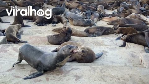 Hundreds Of Sea Lions At Monterey Beach || ViralHog