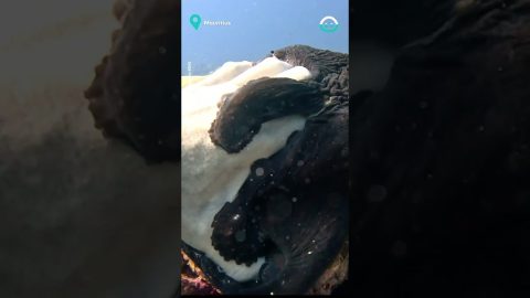 Octopus Grabs Divers Hand || ViralHog