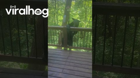 Politely Telling a Bear to Get Off My Balcony || ViralHog