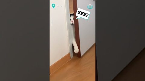 Cat Can't Figure Out Door || ViralHog