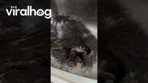 The Hair in the Plug Hole Looking Back at You || ViralHog