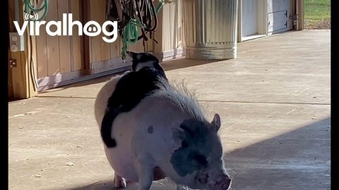 Kitten Takes Literal Piggy-Back Ride || ViralHog
