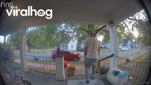 My Cane Corso Spotted a Squirrel and I Went Flying || ViralHog