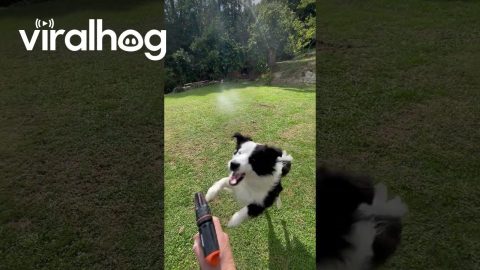 My Border Collie Won't Let Me Water the Lawn || ViralHog