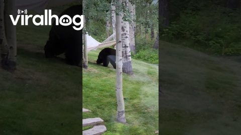 Bear Struggles to Get On Hammock || ViralHog