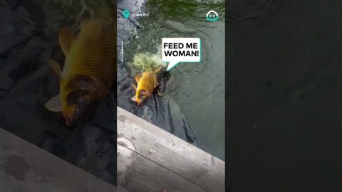 Greedy Koi Goes Mad For Food || ViralHog