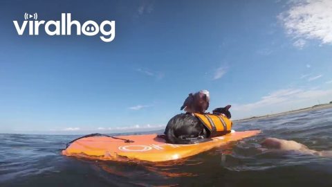 Parrot And Cats Bodyboard Together || ViralHog