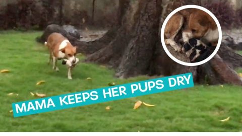 Mother Dog Carries Puppies To Safety || ViralHog