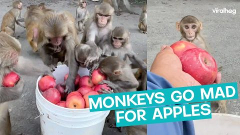 Monkeys Feast On Apples || ViralHog