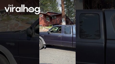 You Can't Park There, Bear || ViralHog