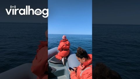 Humpback Whale Smiles for the Camera || ViralHog