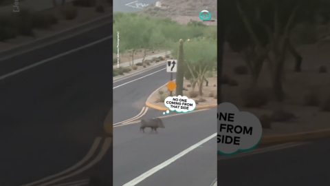 Why Did The Javelina Cross The Road || ViralHog