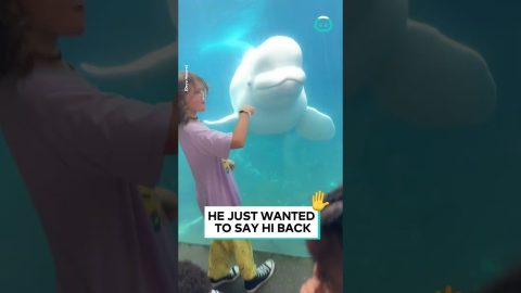 Whale Says Hi Back To Boy || ViralHog