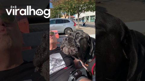 Cane Corso Puts on a Show || ViralHog