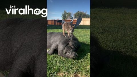 Our Wallaby Loves Hanging With the Pigs || ViralHog