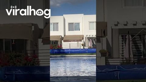 Golden Retriever Neighborhood Watch || ViralHog