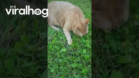 Cat And Mouse Play In Grass || ViralHog