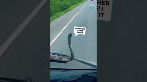 Snake Windscreen Wipers || ViralHog