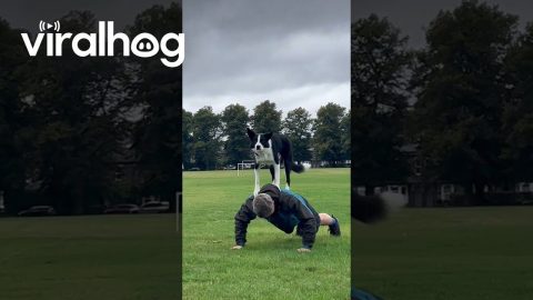 Border Collie Helps With Push-Ups || ViralHog