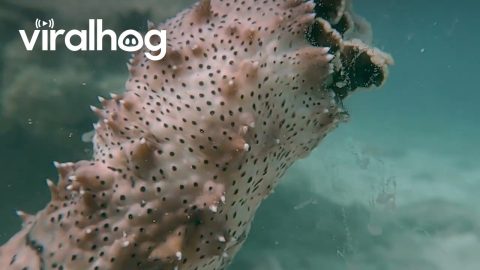 Sea Cucumber Reproduction || ViralHog