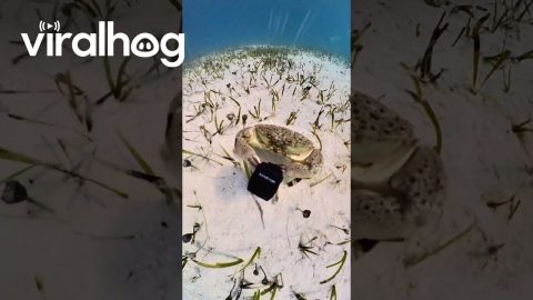Crab Steals Diver's Camera || ViralHog